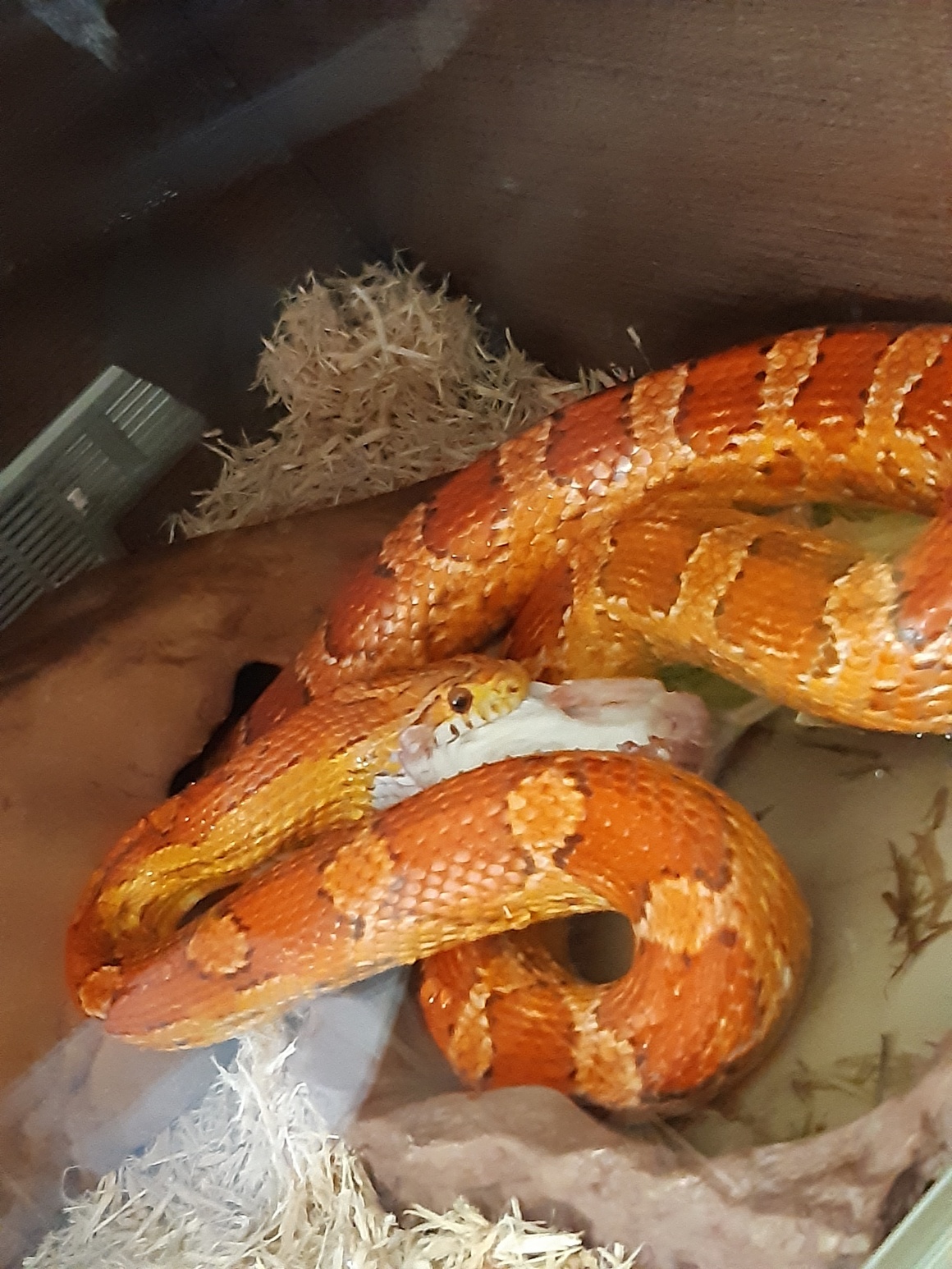 BRACE YOURSELF FOR OUR LATEST MHP PET!!!!!